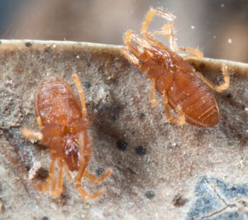Media type: image; Invertebrate Zoology 132373